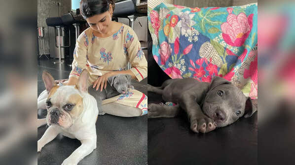 Samantha's fur baby Saasha
