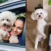 Andrea's Jon Snow is a dog on the move