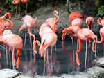 Visit a zoo/ wildlife sanctuary/National park together.