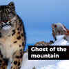 Article image for: International <i class="tbold">snow leopard</i> Day: Why the apex predator of the trans-Himalayas is important for our future