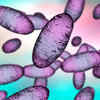 ​What is salmonella infection?