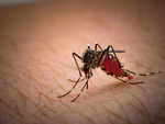 Dengue cases rise in many parts of India