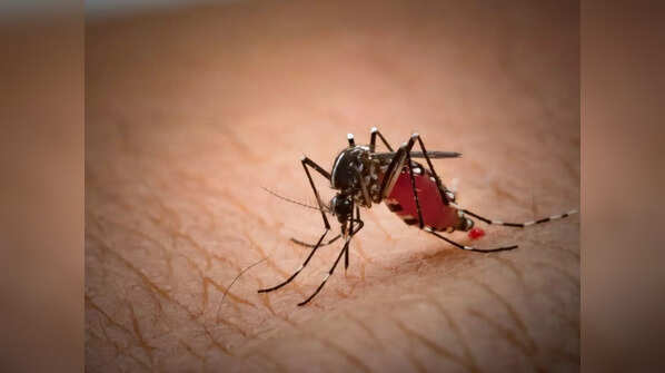 Dengue cases rise in many parts of India