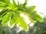​Papaya leaves