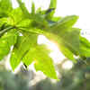 ​Papaya leaves