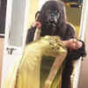 Gorilla falling in love with Thapki