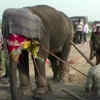 Article image for: Odisha: Elephant tranquilised, rescued by forest officials in <i class="tbold">kendrapara</i>