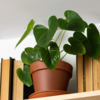 Maintaining the environment 