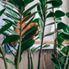 What is biophilic architecture