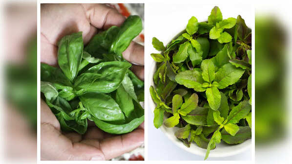 Did you know what makes Tulsi different from Basil