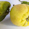 Yuzu
