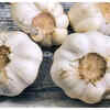 ​Garlic