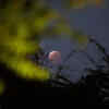 Article image for: Check out our latest images of <i class="tbold">lunar eclipse</i>