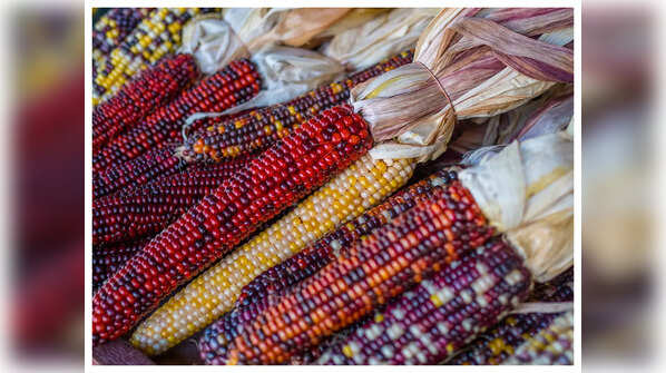 What are Coloured Corns?