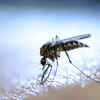 How often can you catch dengue?