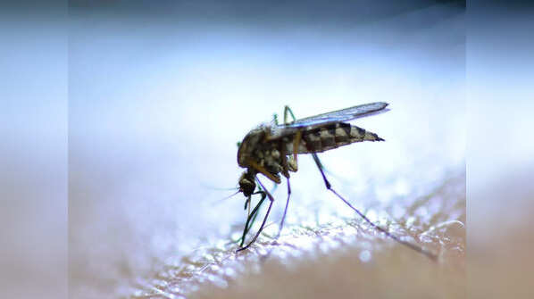 How often can you catch dengue?