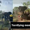 Article image for: Watch: <i class="tbold">elephant attack</i>s tourists, overturns safari vehicle