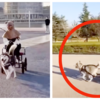 Article image for: Watch: Most <i class="tbold">fun way</i> to walk your dog!