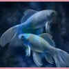 Pisces