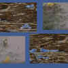 Article image for: Male <i class="tbold">frog</i>s change their colour during rains to attract mates