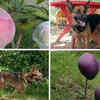 Article image for: Dogs, security guards to protect world’s most expensive mangoes