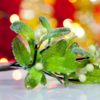 Significance of mistletoe 