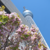 <i class="tbold">cherry blossom</i>s