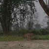 Article image for: Deer <i class="tbold">leap</i>ing to ‘freedom’ after being released in the wild