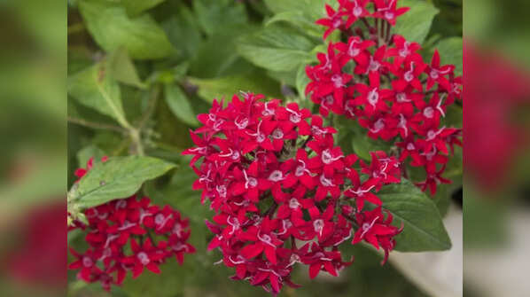 Plants