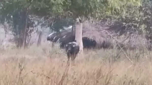 Photos from Gujarat: Fear of raging bull makes villagers sleep on trees