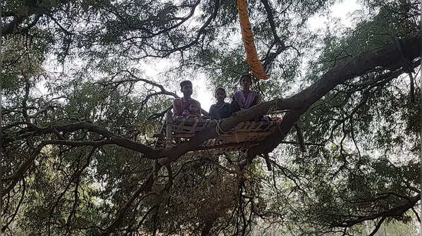 Photos from Gujarat: Fear of raging bull makes villagers sleep on trees