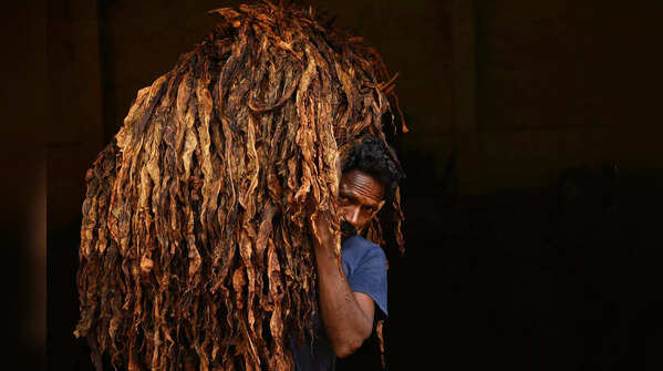 Tobacco farming