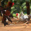 Ahead of Sankranti