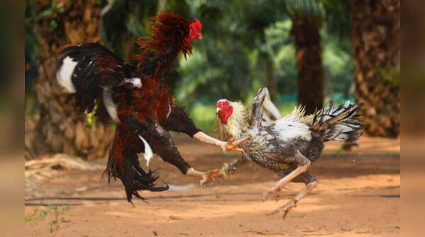 Ahead of Sankranti