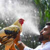 Rooster farming