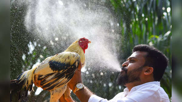 Rooster farming
