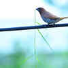 For the Nest