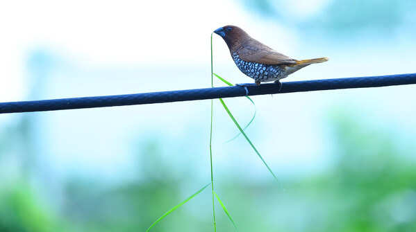 For the Nest