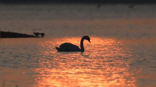 jamnagar mute swan