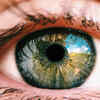 The eyes
