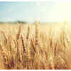 ​Festival of harvest