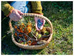 ​What is foraged food and why it is gaining popularity