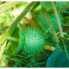 ​What is Dhatura and its side effects?