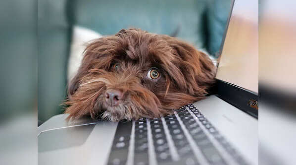 Is this your dog's personality?