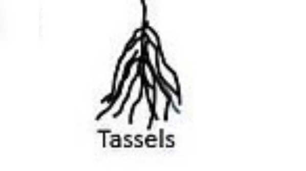 Tassels