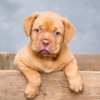 Know your dog’s needs 