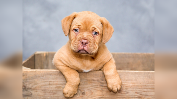 Know your dog’s needs