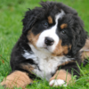 Look for a vet nearby 
