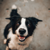 Research what breed is good for you 
