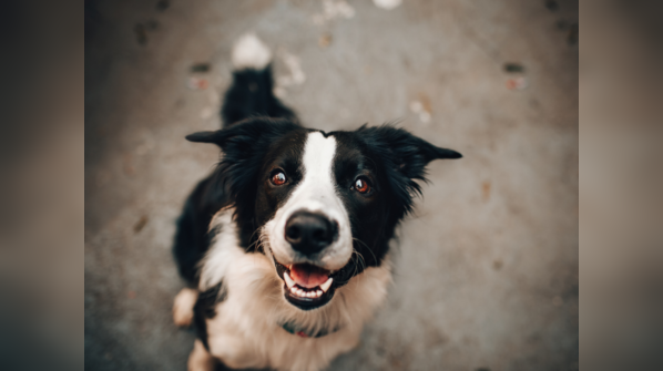 Research what breed is good for you
